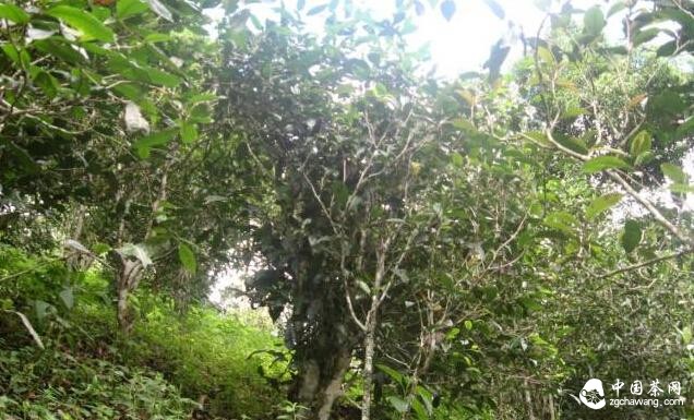 易武(高山寨）高山村普洱茶樹(shù)