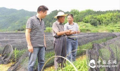 冷市鎮黨委書(shū)記周華山（右一）深入苗圃基地檢查茶苗生長(cháng)情況。陳輝球 攝