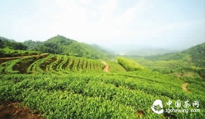 青山環(huán)繞下的水龍有機茶園基地。曾亮 攝