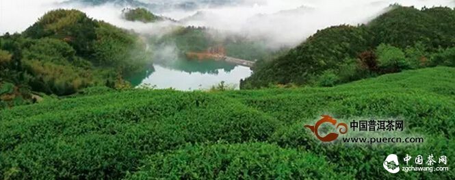 我是福鼎太姥山上的白牡丹