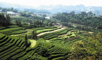 羊田鄉(xiāng)茶葉萬畝億元示范區(qū)。