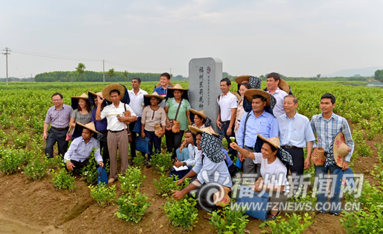 代表建議將茉莉花茶定為&ldquo;市茶&rdquo;　推動(dòng)產(chǎn)業(yè)園建設(shè)