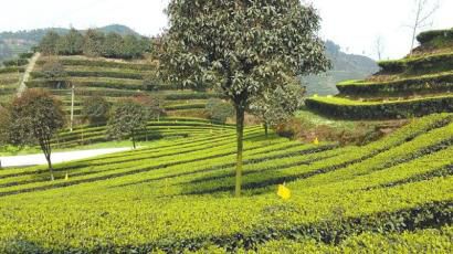 宜賓茶園