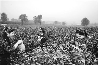 日前，安徽省馬鞍山市含山縣在清溪鎮(zhèn)含眉茶場(chǎng)舉行第三屆鄉(xiāng)村旅游季啟動(dòng)儀式暨第三屆采茶節(jié)開幕式。眾多游客前來觀看&ldquo;最美茶姑&rdquo;評(píng)選初賽暨茶文化主題演出，參加含眉茶博園春茶開采儀式，體驗(yàn)采茶、制茶和品茶。