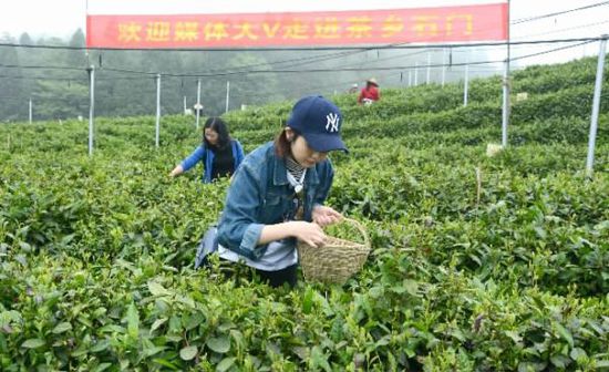 今年62歲的龔平軍是當?shù)赜忻姆N茶大戶。早在幾年前，石門縣大力推動農(nóng)民發(fā)展茶產(chǎn)業(yè)伊始，龔平軍便將自己的10余畝田地改種茶葉。&ldquo;一年有4至5萬純收入。&rdquo;龔平軍樂呵呵地說。