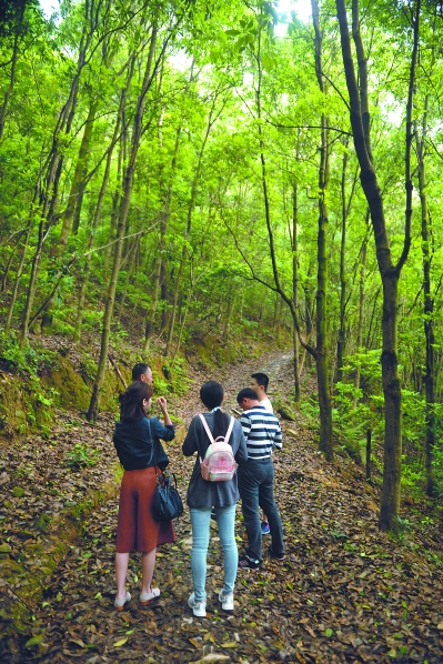 汀溪鎮(zhèn)清理了古道上堆積的淤泥。何東方 攝