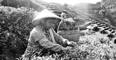 平南縣仙臺茶協(xié)會(huì )科普惠農架起綠色致富橋