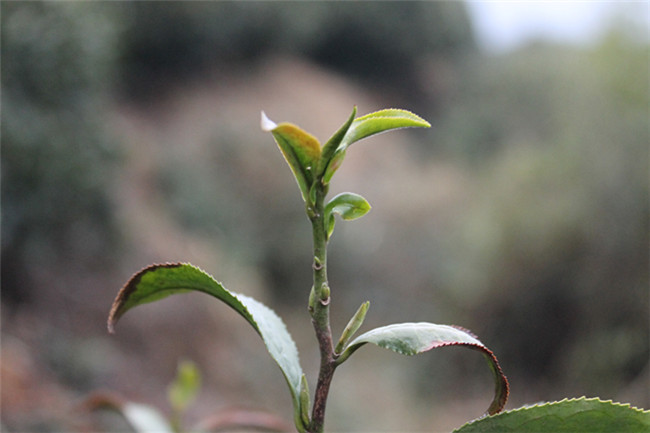 廬山云霧茶主要茶區海拔都在800米以上