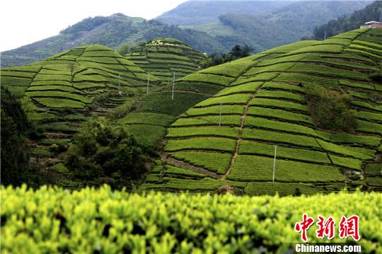 中國(guó)茶市臨&ldquo;寒冰期&rdquo;政企聯(lián)動(dòng)推動(dòng)業(yè)態(tài)創(chuàng)新（圖）