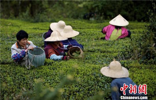 圖為春茶采摘?！￡惥?攝