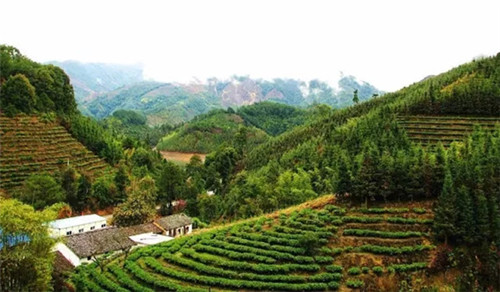 仁化扶持茶農茶企做大茶葉旅游品牌