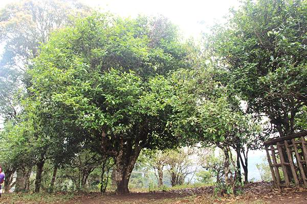 2017云南春茶行情播報：你愛(ài)的古樹(shù)茶發(fā)芽了嗎？