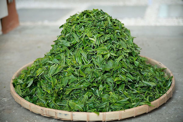 雙江勐庫冰島茶：譽(yù)滿(mǎn)神州蜚聲海外