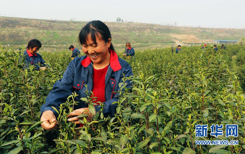 河南內鄉：萬(wàn)畝茶園搶采“明前茶”