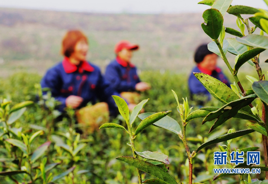 河南內鄉：萬(wàn)畝茶園搶采“明前茶”
