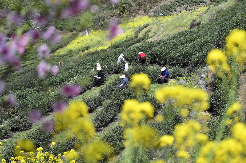 3月31日，甘肅省隴南市文縣碧口鎮水蒿坪村茶農在采摘明前茶。