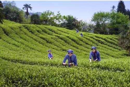 “峨眉雪芽杯”中國首屆茶旅精品線(xiàn)路評選活動(dòng)開(kāi)始了，茶旅路線(xiàn)由你自己親手規劃！