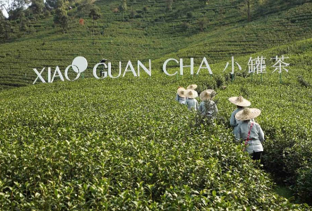 攜手陳喬恩、陳漫 小罐茶玩轉現代派春茶-焦點(diǎn)中國網(wǎng)