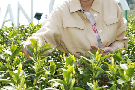 攜手陳喬恩、陳漫 小罐茶玩轉現代派春茶-焦點(diǎn)中國網(wǎng)