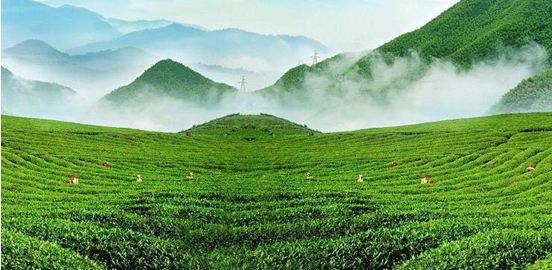 束氏茶界牽手安吉，將健康好喝的安吉白茶送入千家萬(wàn)戶(hù)