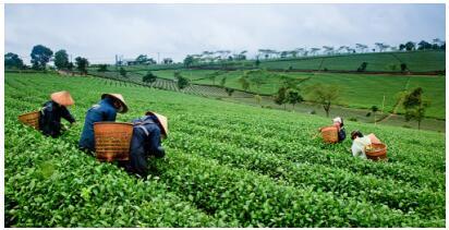 茶產(chǎn)業(yè)轉型升級風(fēng)口，茶品匯引領(lǐng)行業(yè)“新零售”變革
