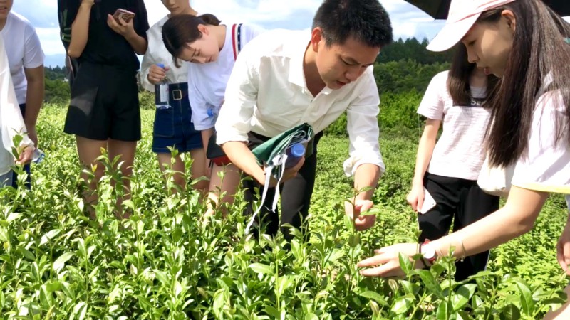 培訓(xùn)負(fù)責(zé)人講解茶葉辨認(rèn)知識(shí)