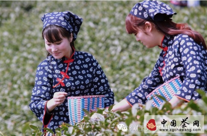 正宗信陽(yáng)毛尖新茶即將面世