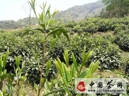 歷史淵源：太平猴魁茶