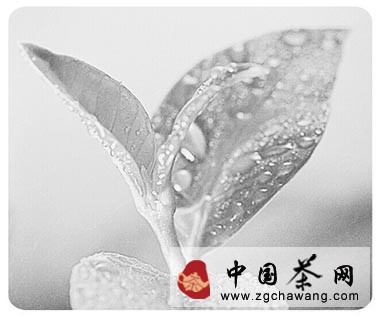 信陽(yáng)毛尖“小渾淡”標準遭遇多家茶企聯(lián)名抵制  呼吁應回歸傳統