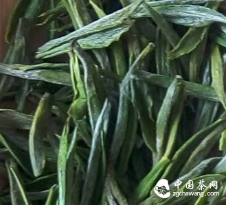 圖文解析如何辨識安吉白茶優(yōu)劣？