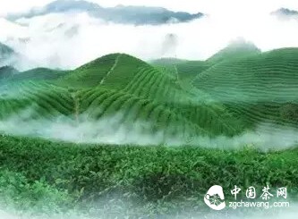 春茶，喚醒你的活力！
